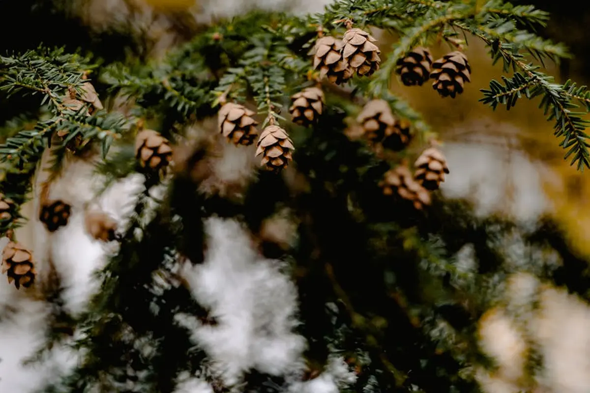 Close-up of brown pine cones hanging from green evergreen branches
