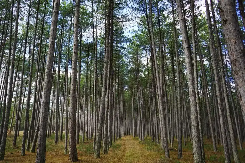 Is Pine Wood Sustainable? A Materials Scientist’s Lifecycle Check