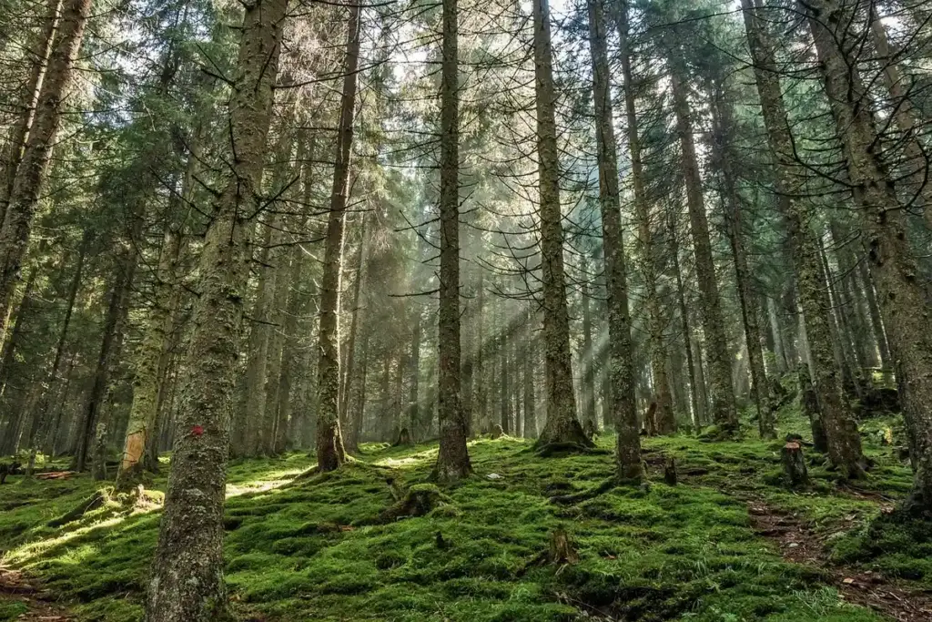 Does Pine Stand Up to the Elements? A Science-Based Look at Outdoor Use.