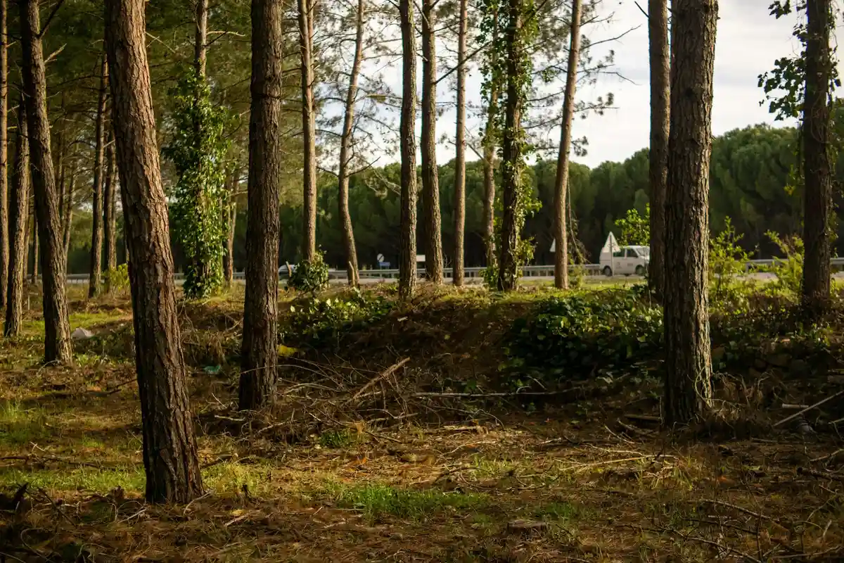 Tall pine trees in a sunlit forest with a clear undergrowth and distant structures visible beyond.