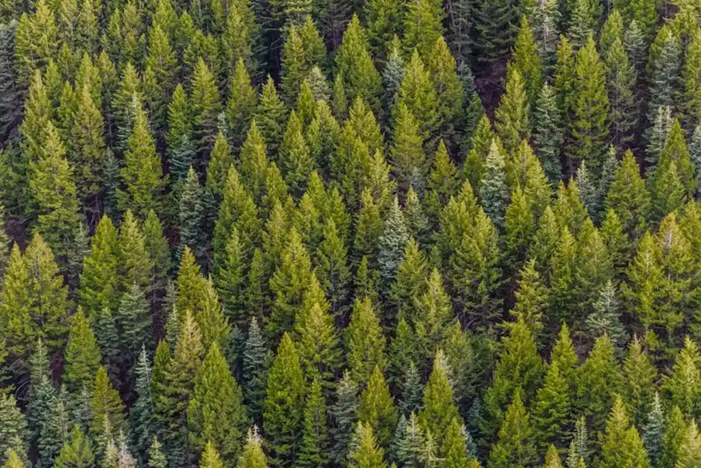 How Does Where Pine and Hickory Grow Change Your Woodworking?
