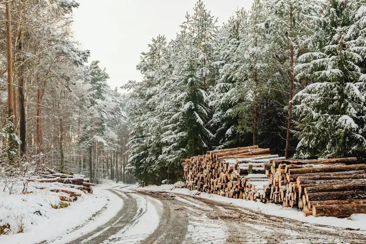 Snow-covered pine forest with stacked logs along a snow-lined road