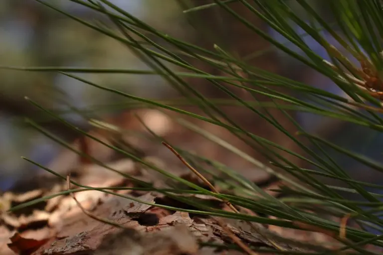Close-up of pine needles with a blurred forest floor background