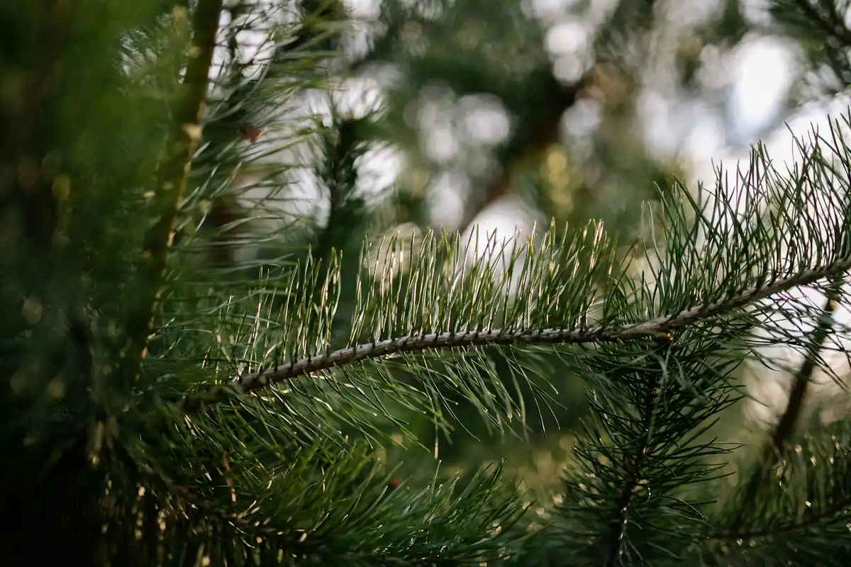 Close-up image of green pine needles on a branch