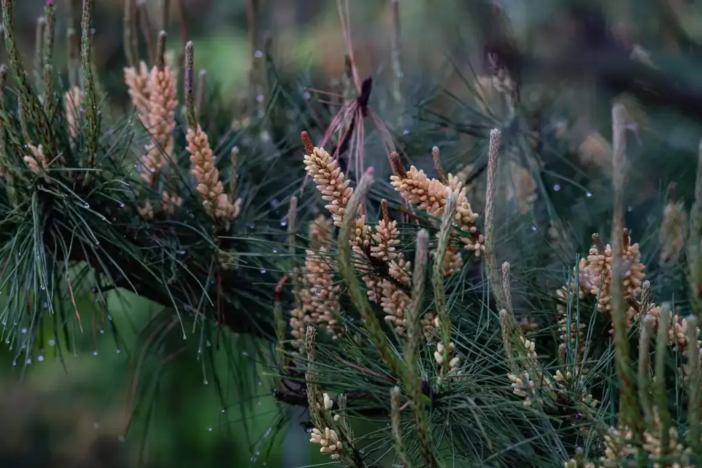 What Is Pine’s Janka Hardness Rating, and How Does Density Drive Its Behavior?