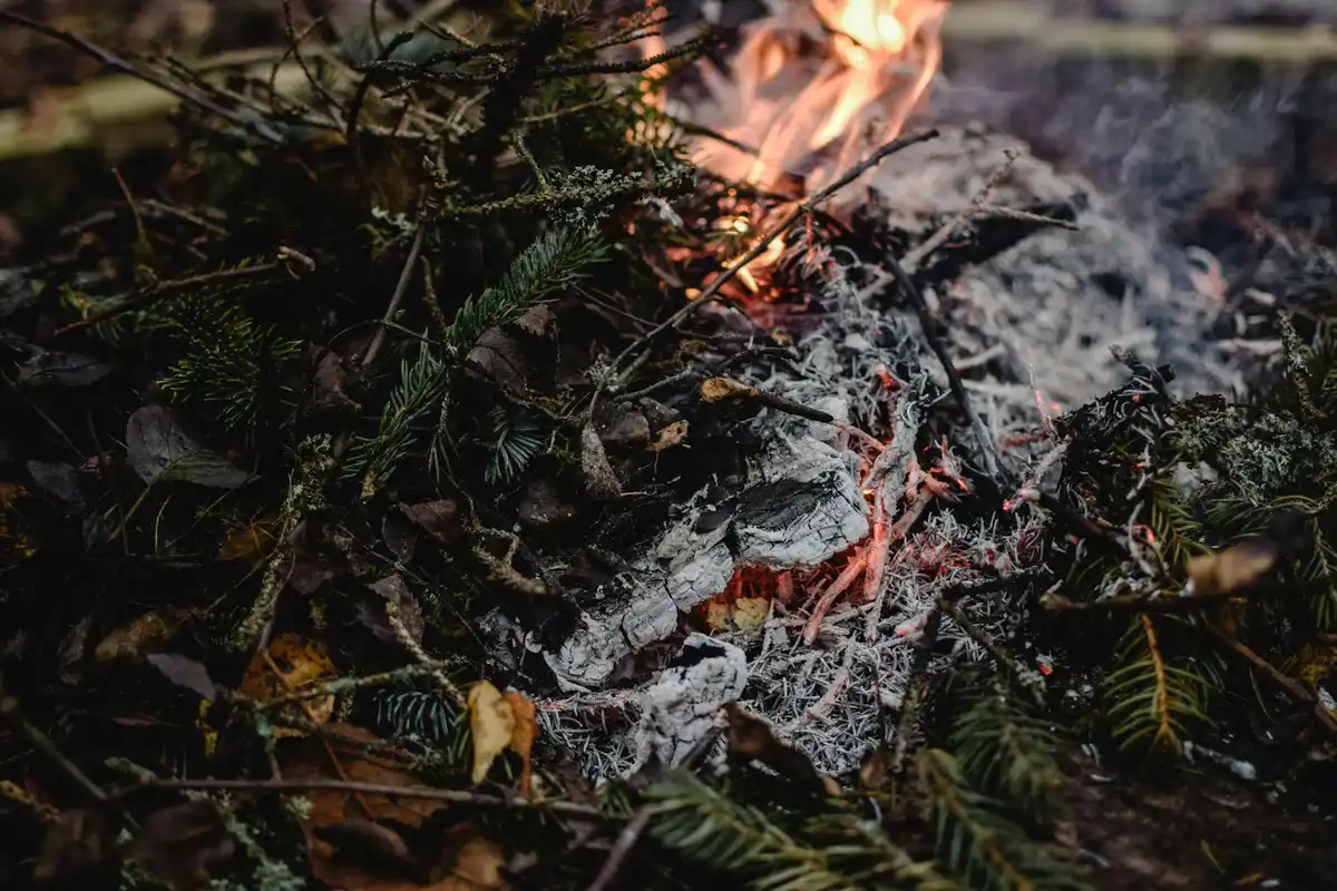 Close-up of a small campfire burning among pine needles with glowing embers and dark forest debris.