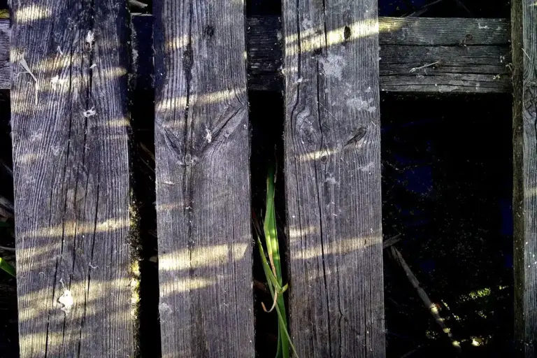 Close-up of dark, weathered pine boards with pronounced grain and cracks, sunlight creating striped patterns across the wood; a thin blade of grass grows between the boards.