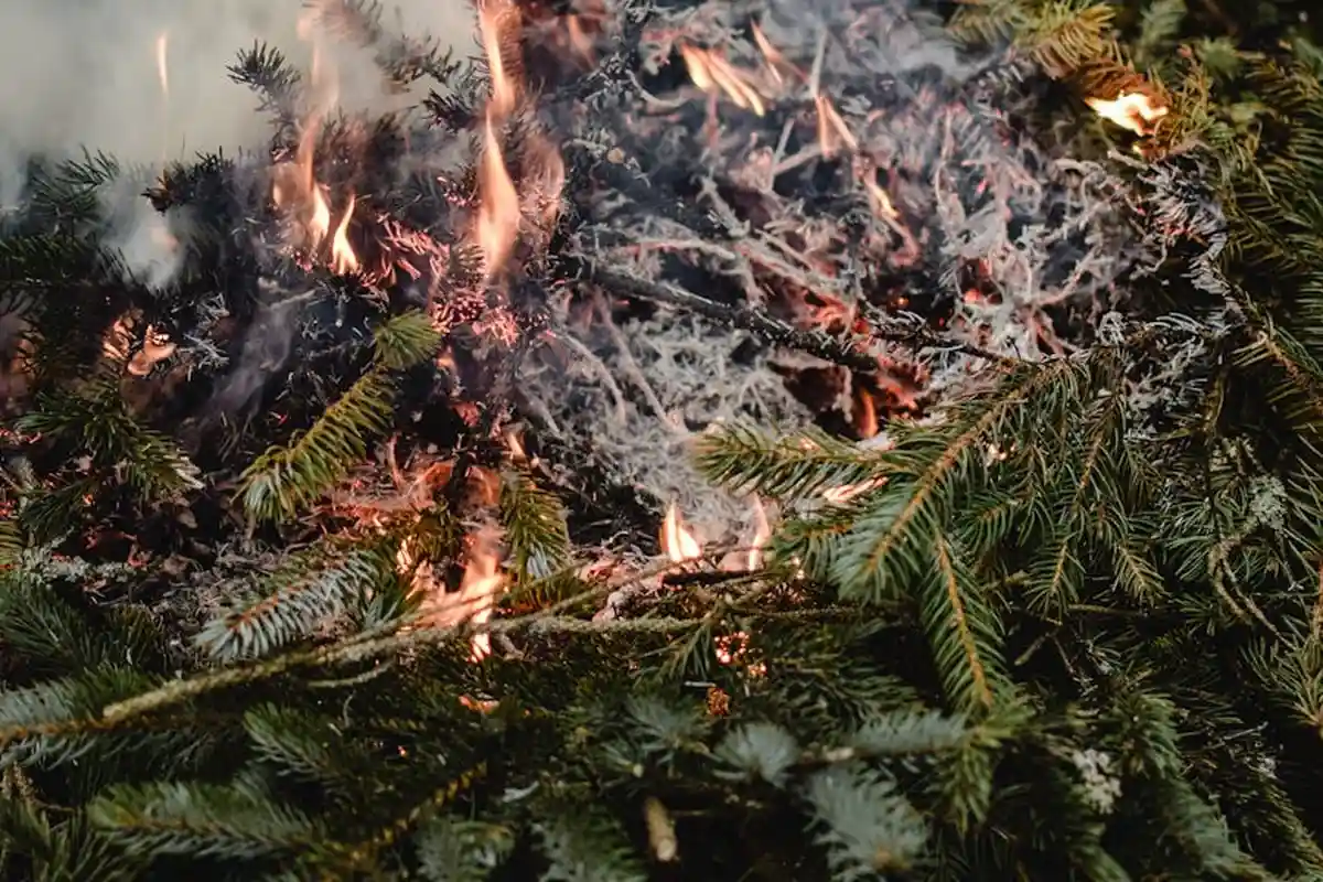 Close-up of burning pine needles with flames and smoke.