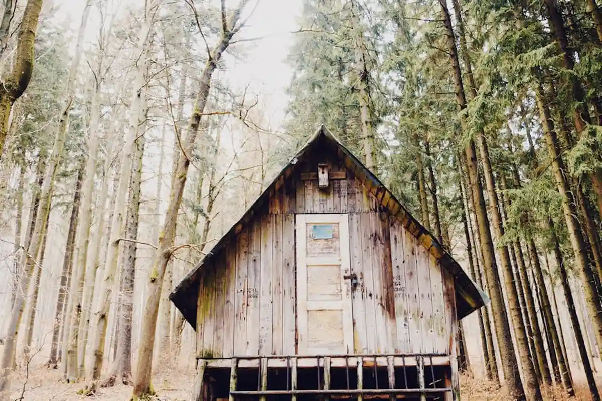 Rustic wooden cabin in a dense pine forest with weathered siding and raised foundation.