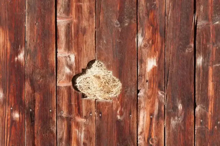 Vertical weathered barn planks with a light-colored nest wedged in a knot in the wood