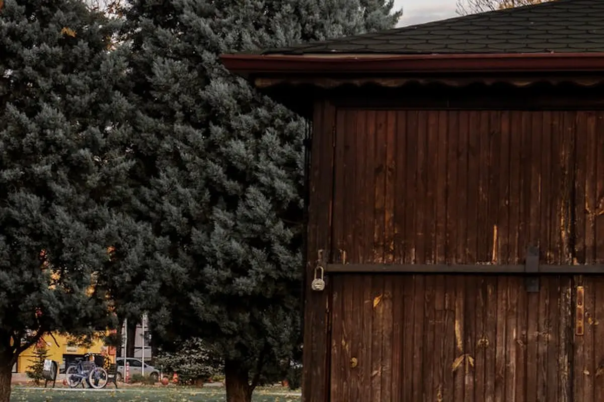 Weathered wooden barn siding next to a large evergreen tree in an outdoor setting.
