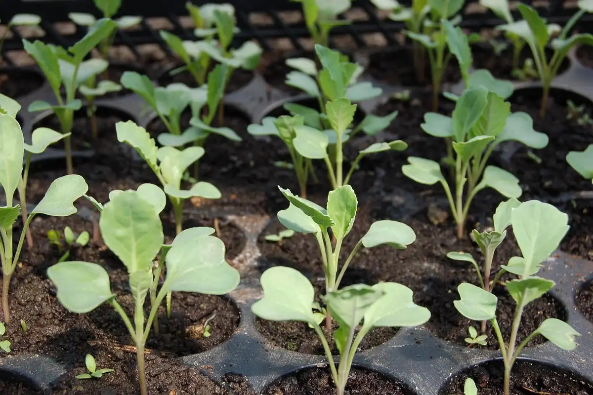Young leafy seedlings sprouting in a plastic seedling tray filled with soil