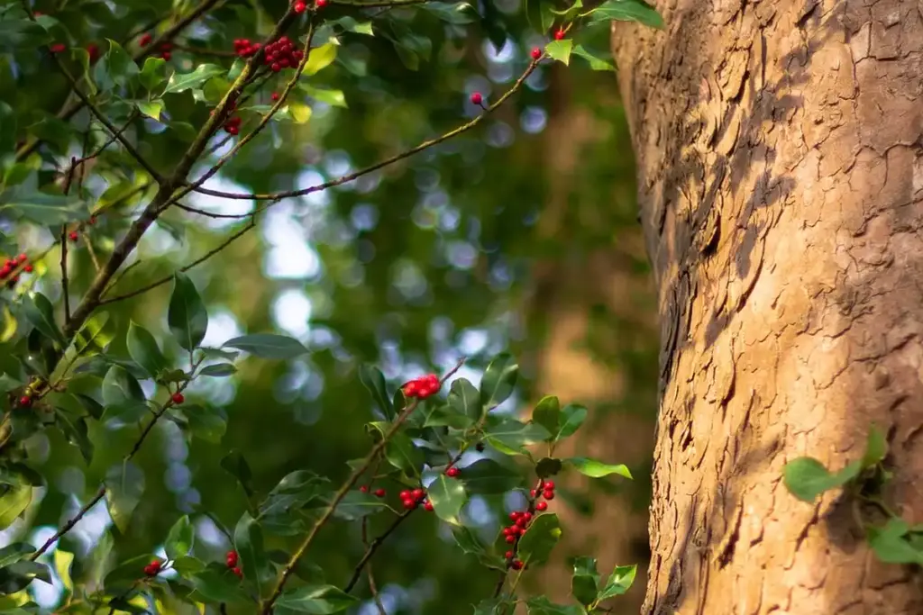 Soft Maple vs Hard Maple: What Does Wood Science Say You Should Use?