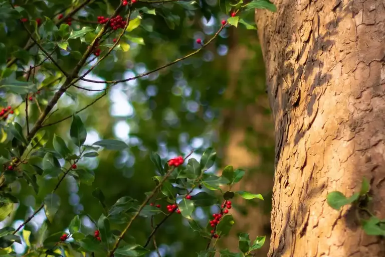 Close-up of a tree trunk with rough, textured bark on the right and a leafy branch with small red berries on the left, against a blurred green background.