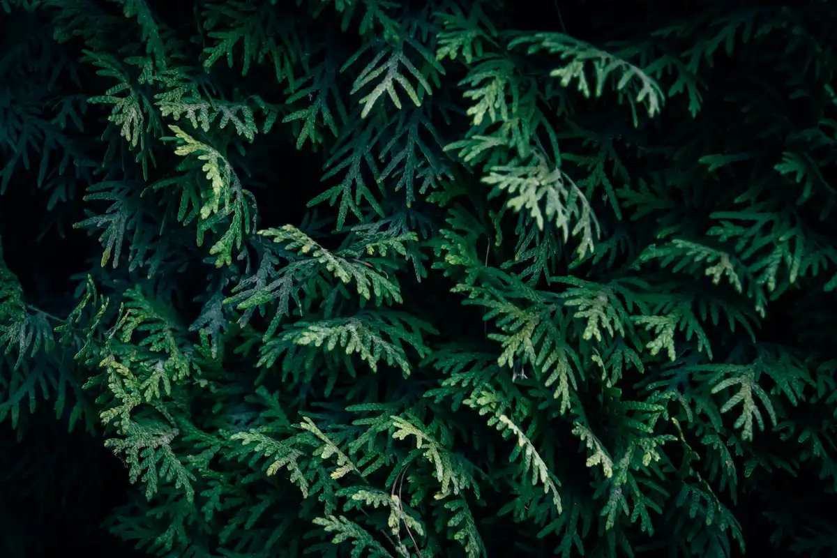 Close-up of dense green cedar needles