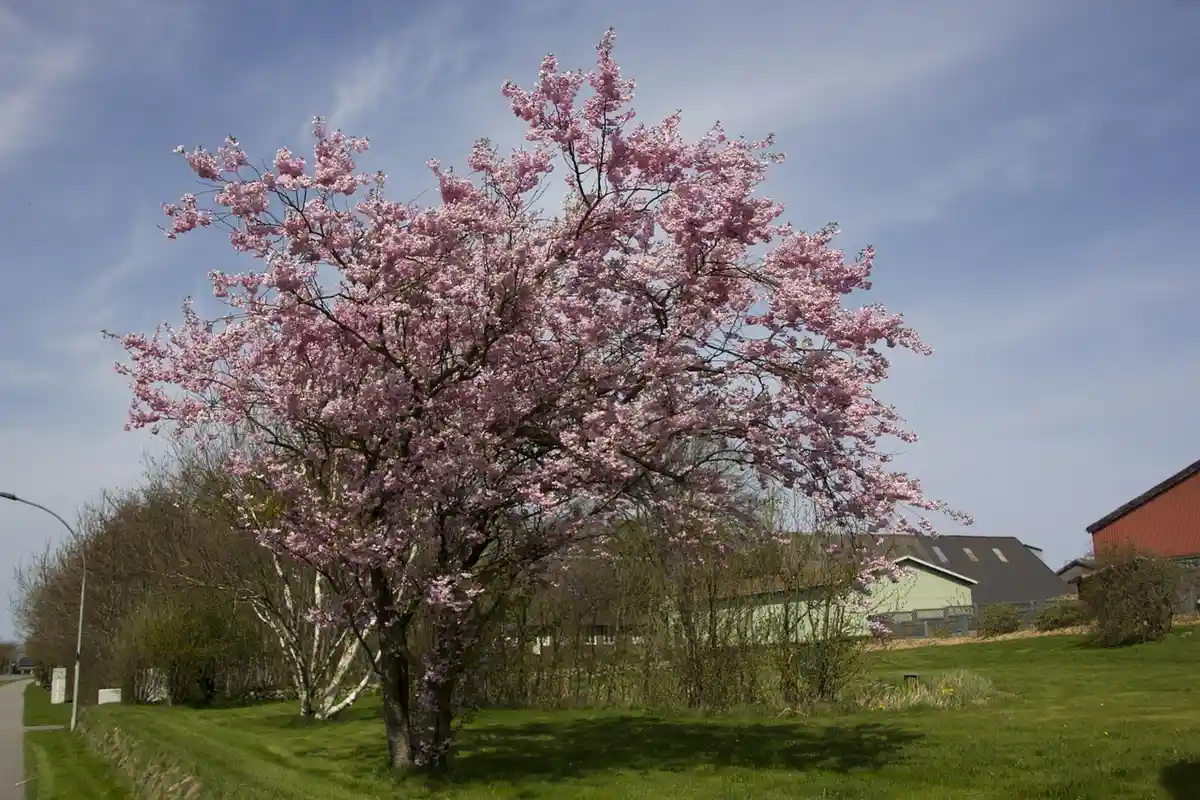 A cherry blossom tree in full bloom with pink flowers in a suburban yard.