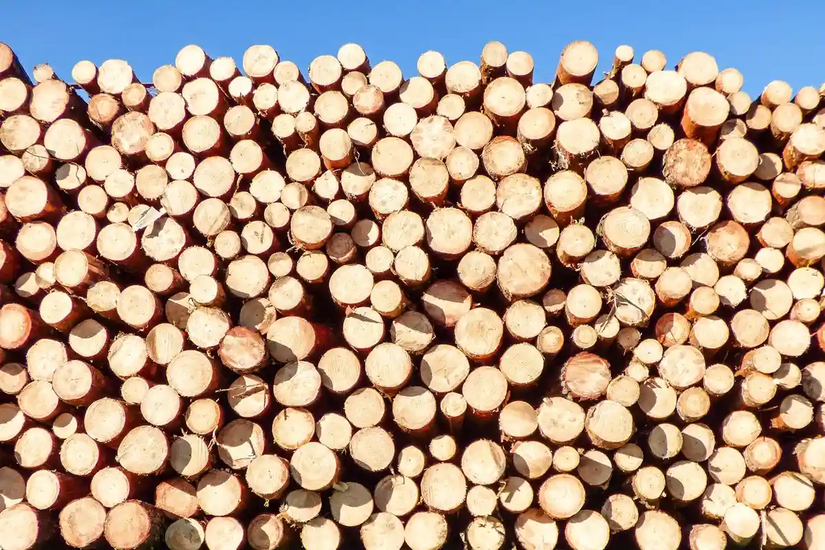 A large pile of freshly cut log cross-sections stacked outdoors with a clear blue sky.
