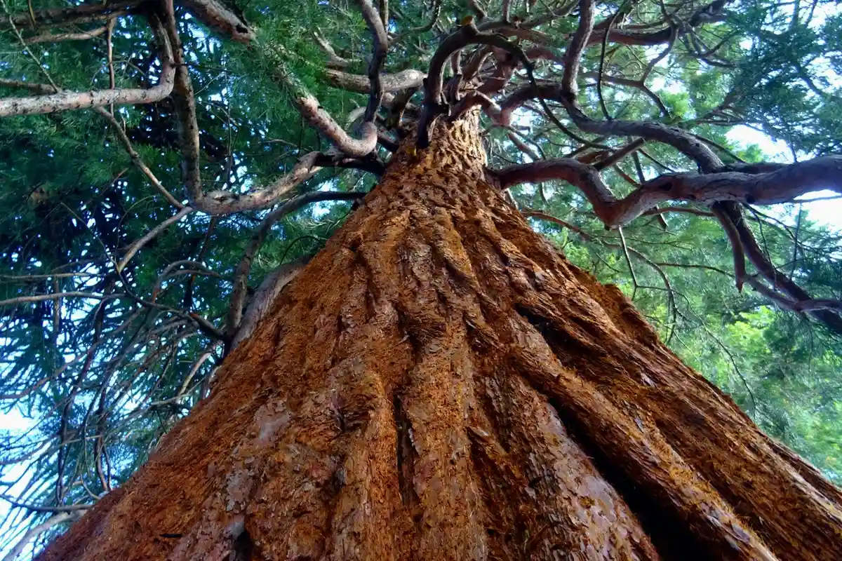 Upward-looking view of a tall tree trunk with rough, textured bark and branches overhead, illuminated by sunlight