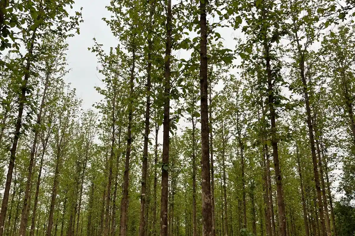 Tall rows of teak trees in a sunlit forest with slender trunks and green foliage.