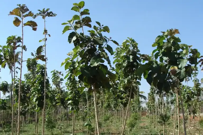 Rows of young teak trees in a plantation under a clear blue sky