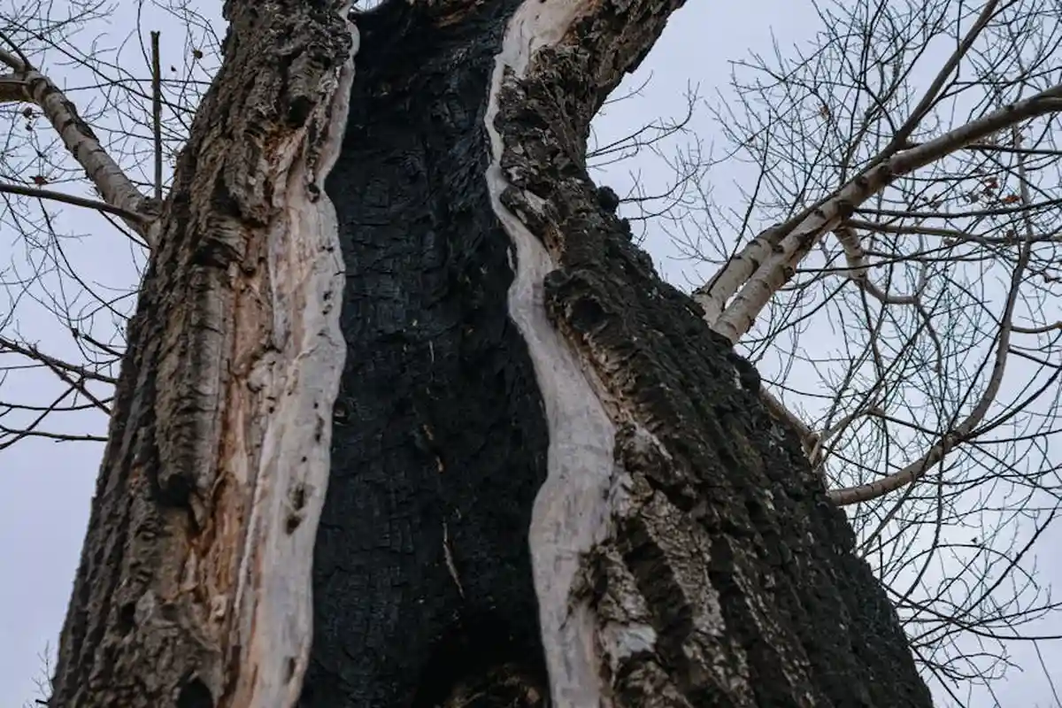 Close-up view of a tree trunk with a charred central section and exposed lighter bark.