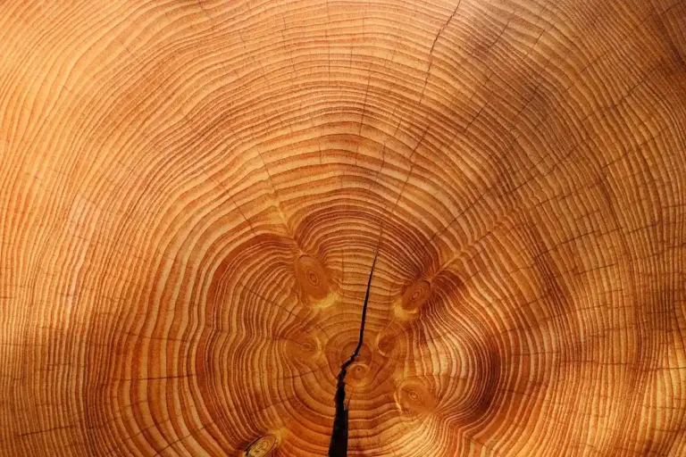 Close-up of a tree's growth rings showing concentric circles in warm brown tones.