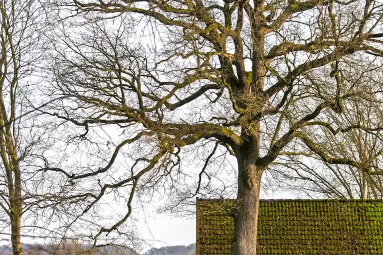 A large bare tree with extensive, intricate branches beside a building with a moss-covered roof.