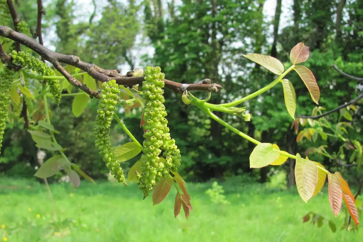 Close-up of a walnut tree branch with green catkins and new leaves against a blurred forest backdrop.