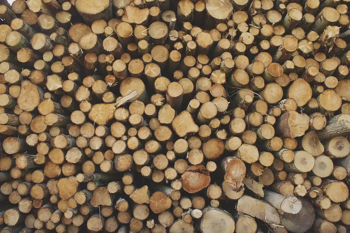 Stacked walnut logs and rounds in a local lumberyard, showing a variety of diameters and ends.
