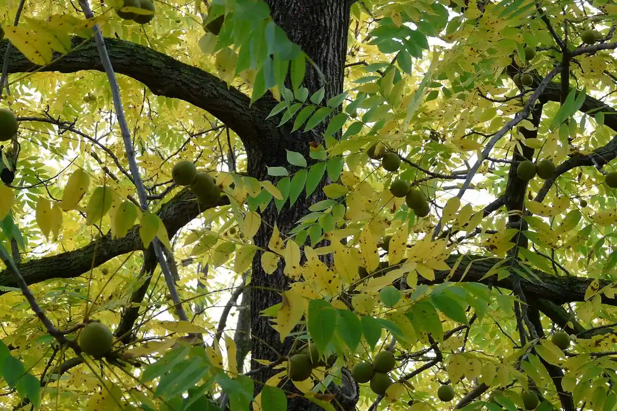 Branching walnut tree with green leaves and developing walnuts.