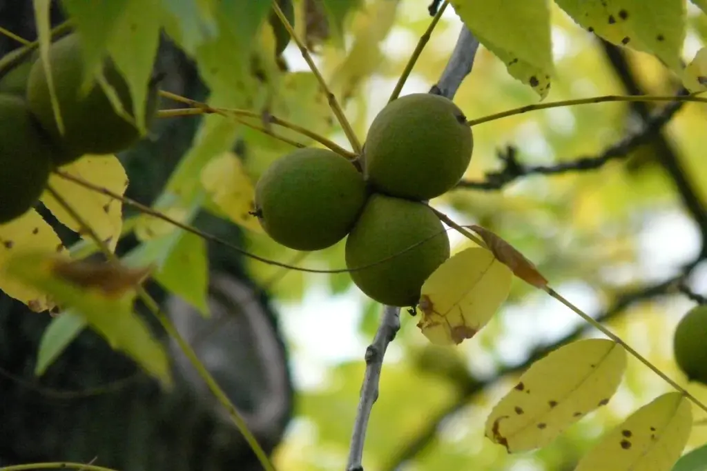 What’s in Walnut Wood? The Real Science Behind Its Toxicity, Allergies, and Finishing Challenges