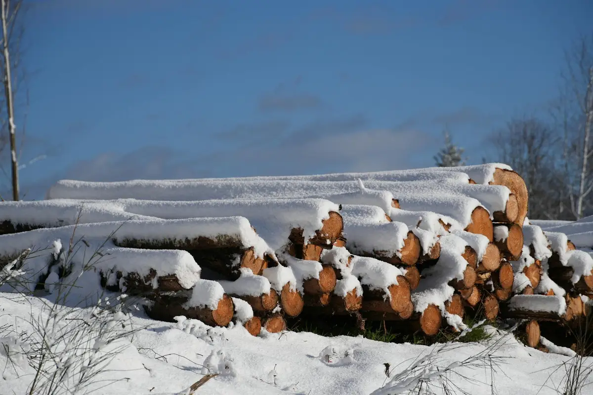 Snow-covered stack of cut logs outdoors, exposing ends of the logs and wood grain