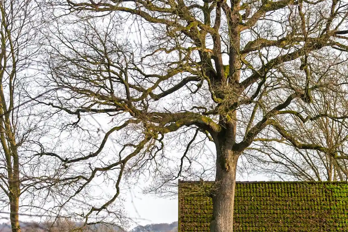 Leafless deciduous tree with sprawling bare branches against a pale sky, with a moss-covered roof and distant landscape in the background.