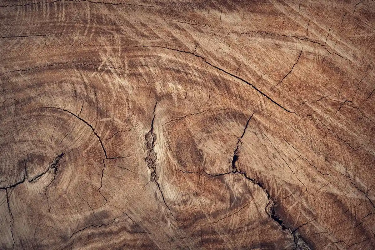 Close-up of wood grain with growth rings and natural cracks