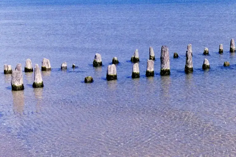 Weathered wooden pilings standing in shallow, clear water near a shoreline