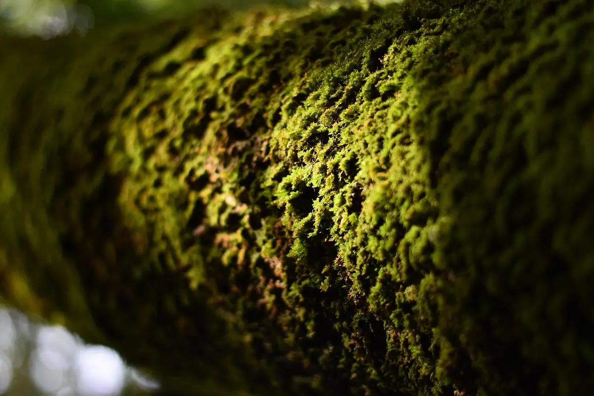 Close-up of moss-covered wood surface, showing a moisture-rich texture.