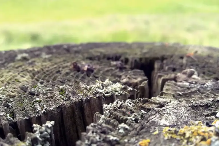 Close-up of a weathered tree stump with deep cracks and rough textured wood, showing signs of age and splitting.