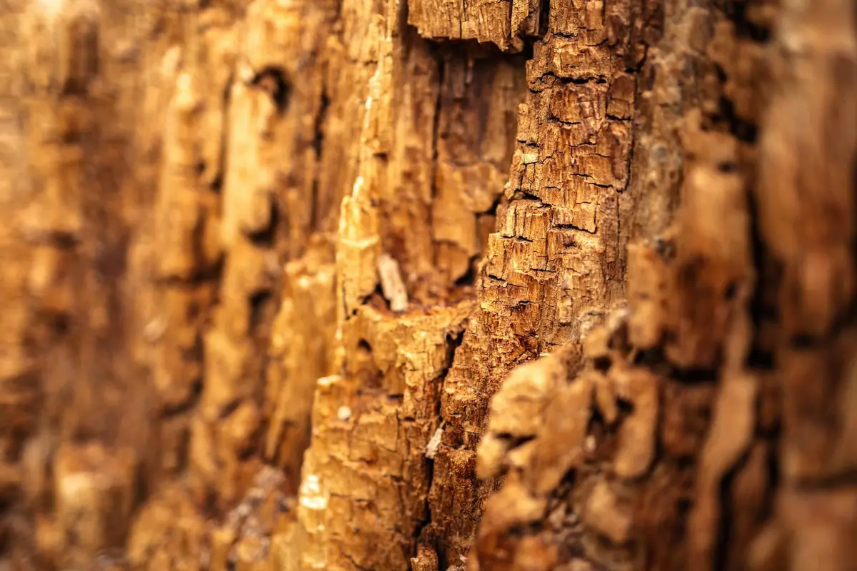 Close-up texture of tree bark showing complex, layered surface