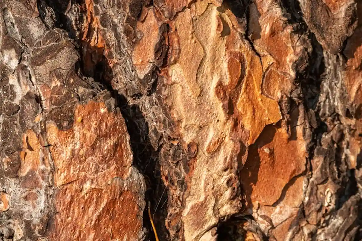 Macro close-up of rough tree bark with deep fissures and textured surface