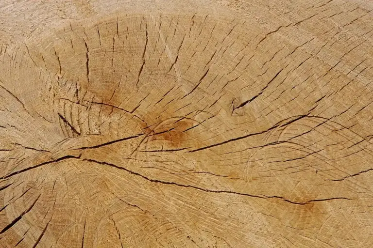 Close-up of a wood surface showing growth rings with visible cracks and splits, illustrating wood checking.