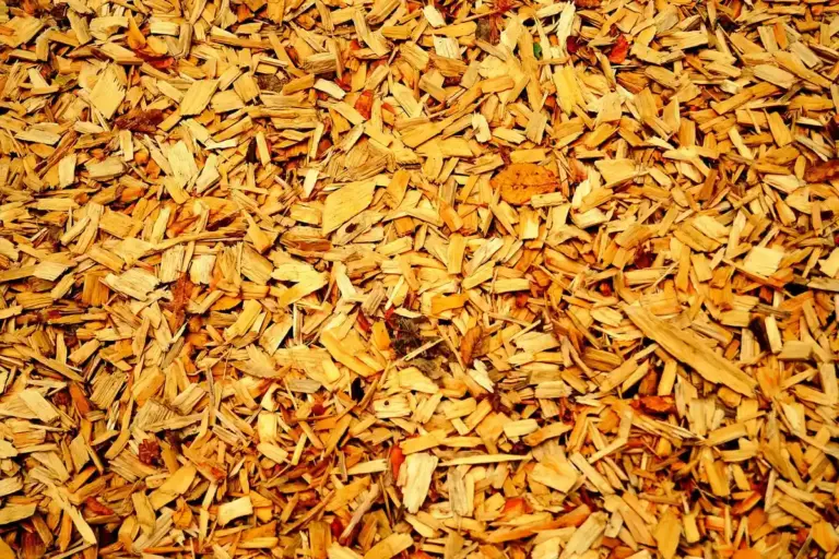 Close-up view of golden wood shavings and chips.