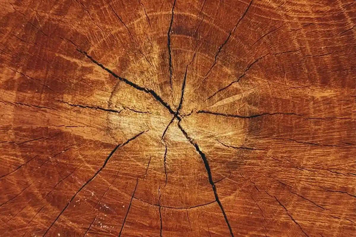 Close-up of a cracked wooden surface displaying growth rings and radial splits
