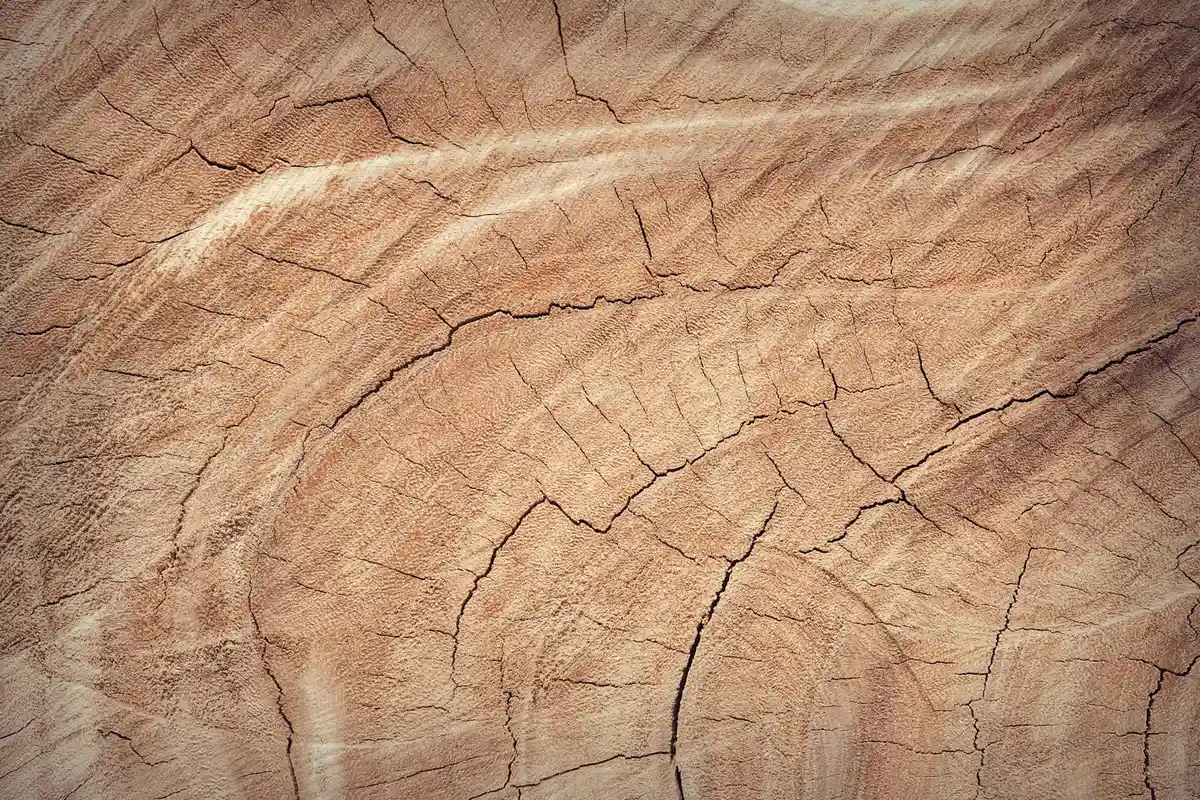 Close-up of a wood surface with growth rings and radial cracks, illustrating natural aging and the intrinsic finish provided by oils and resins.