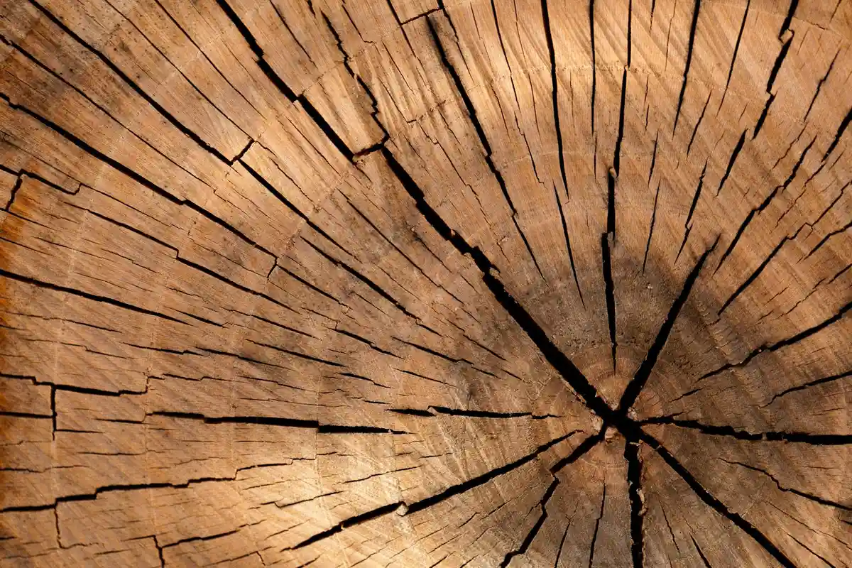 Close-up of a cut tree trunk showing radial cracks emanating from the center and concentric growth rings.