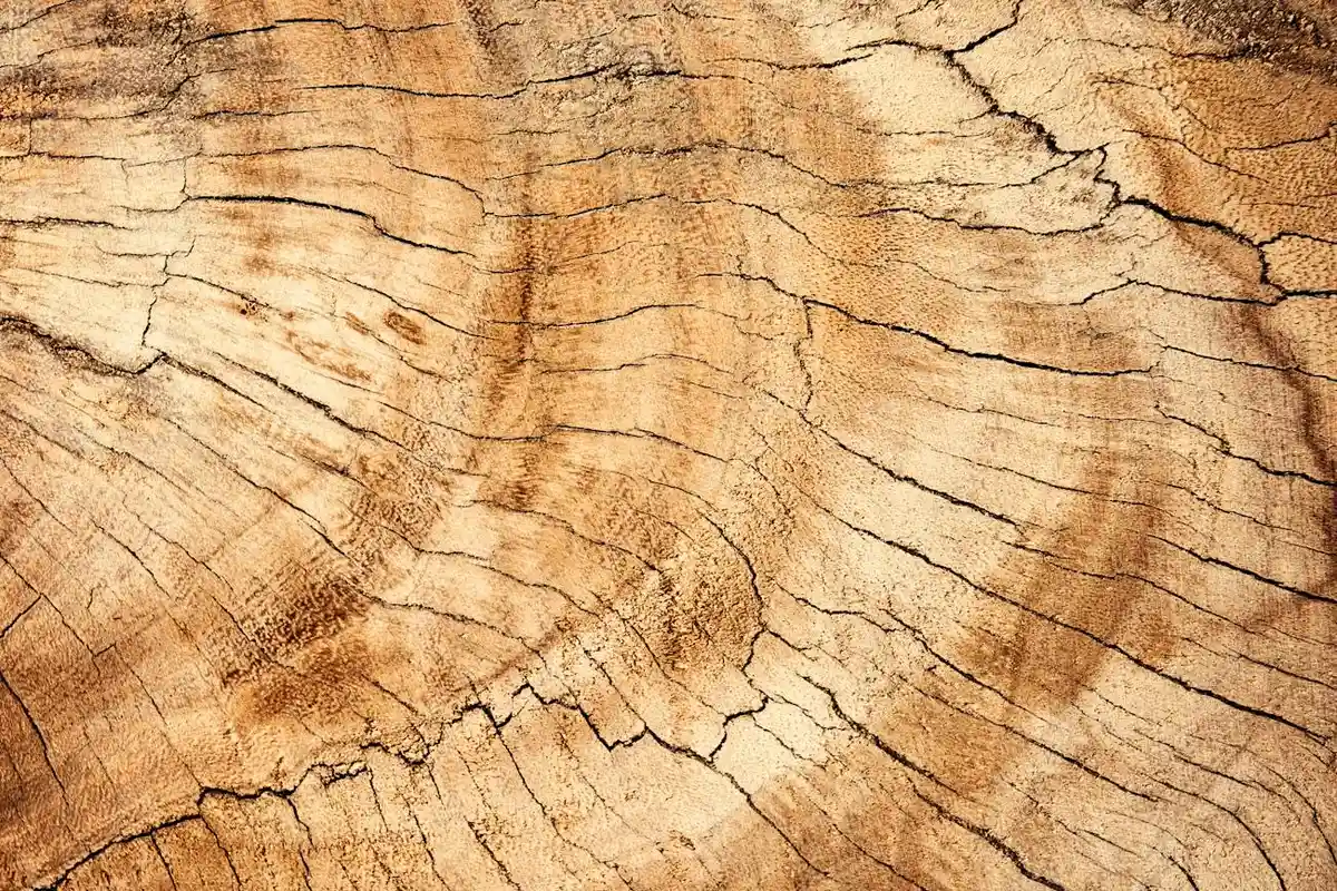 Close-up of a tree cross-section showing concentric growth rings and textured wood grain in warm brown tones.