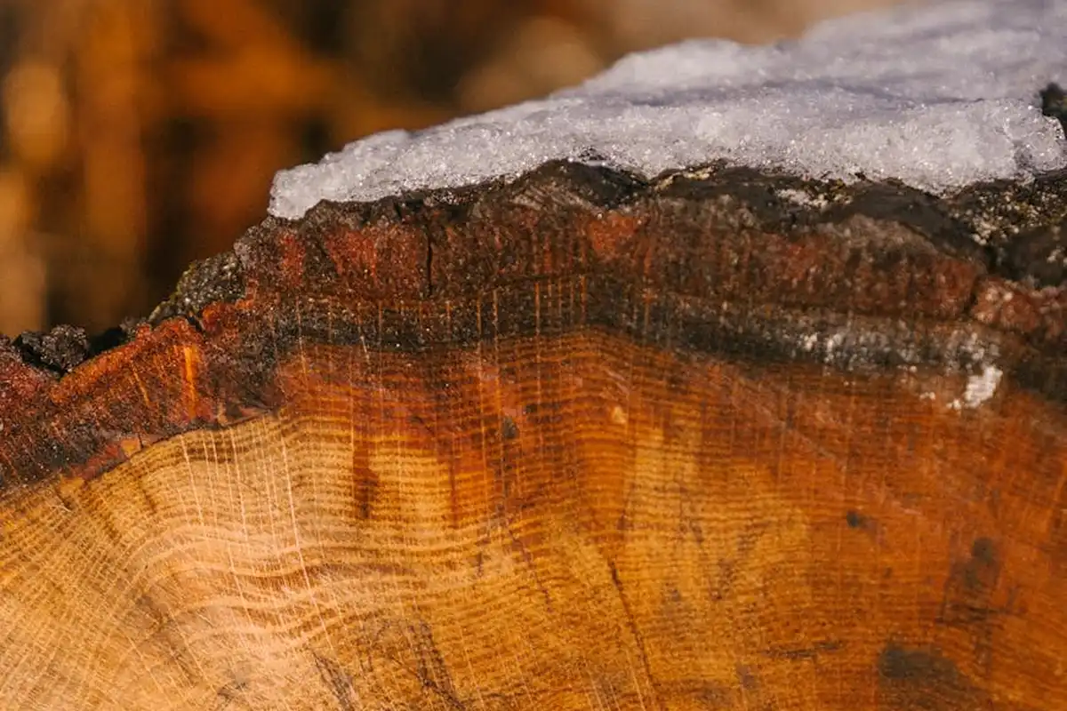 Close-up of a wood cross-section showing grain patterns and a frosty surface along the top edge.