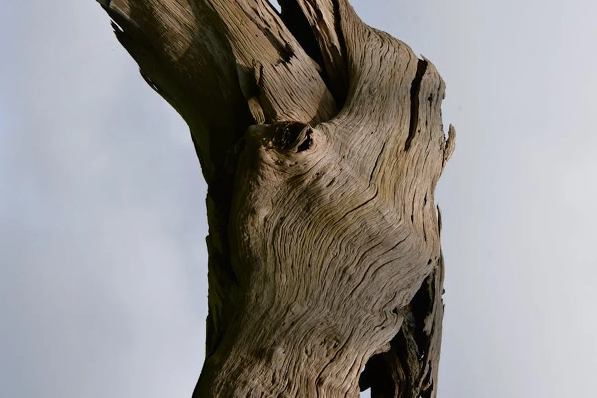Close-up of a weathered, gnarled piece of wood with prominent grain and irregular hollows