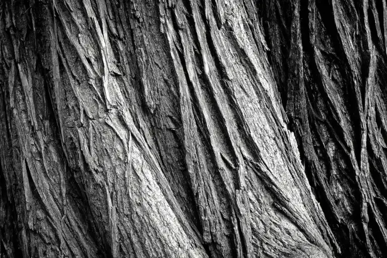 Close-up grayscale image of rough tree bark showing prominent wood grain texture.