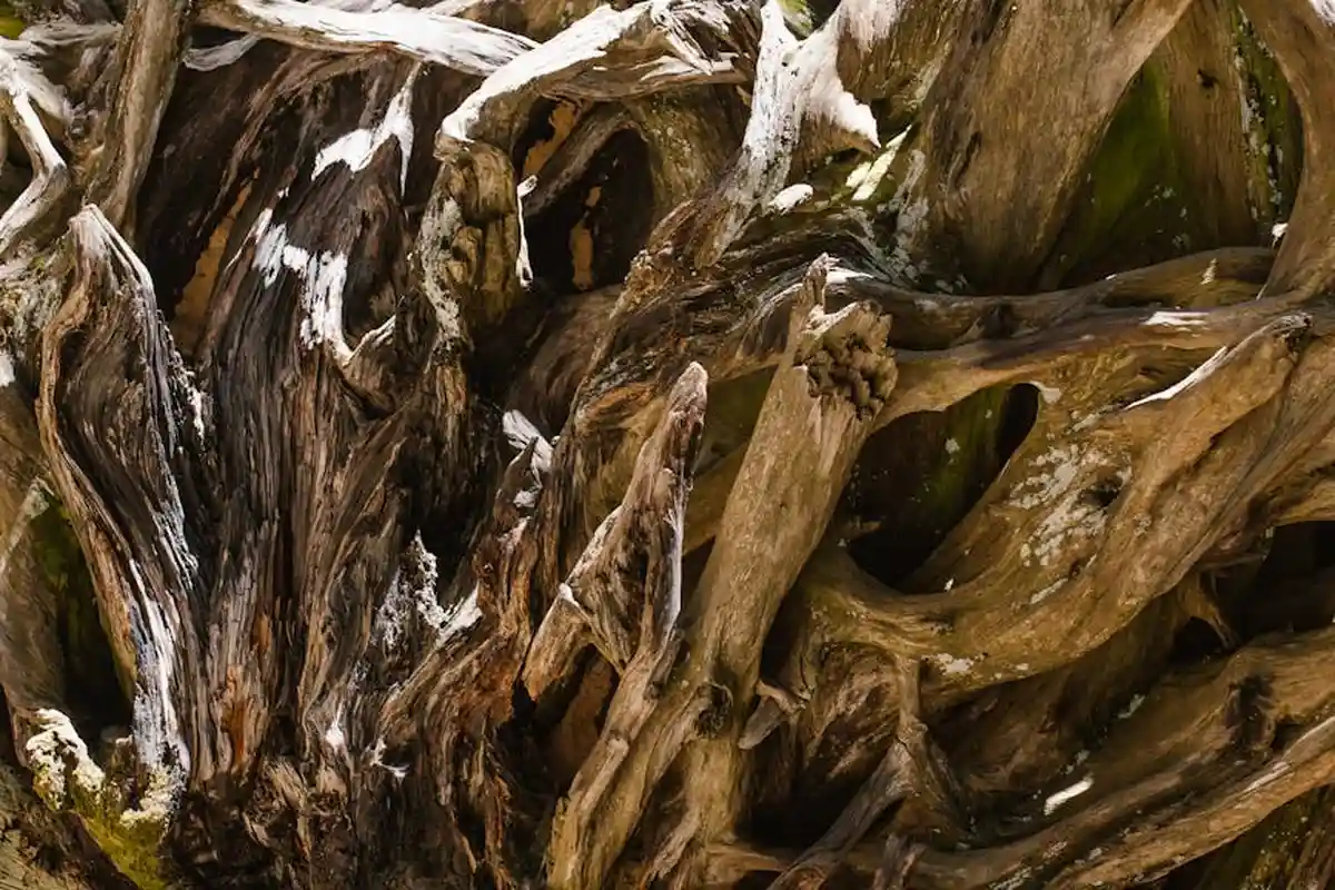 Close-up of weathered wood with twisting grain and hollow cavities, illustrating natural veneer patterns.