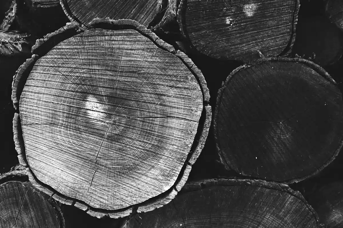 Close-up of end-grain wooden logs showing growth rings and grain texture in grayscale.